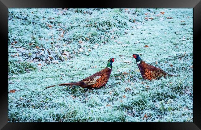 Cock pheasants at war Framed Print by Sally Wallis