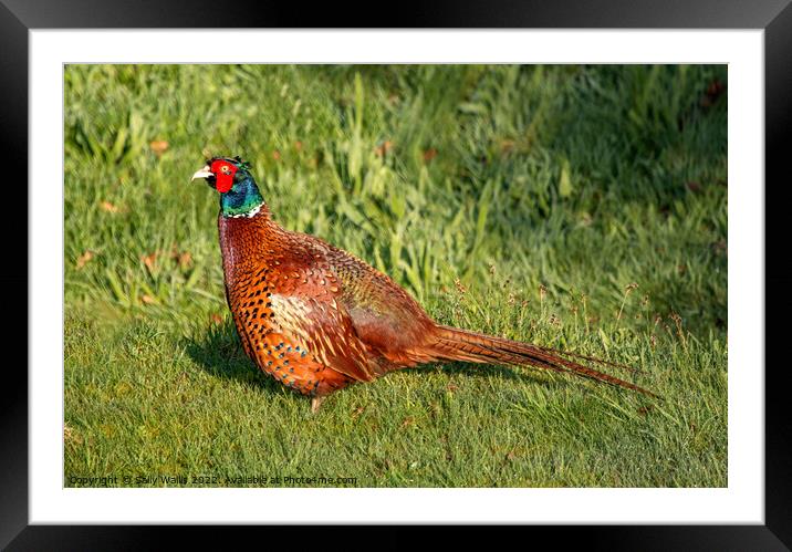 Winter weary cock Pheasant Framed Mounted Print by Sally Wallis