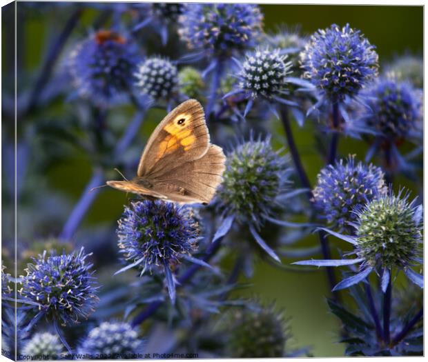 Hedgebrown butterfly on eryngium Canvas Print by Sally Wallis