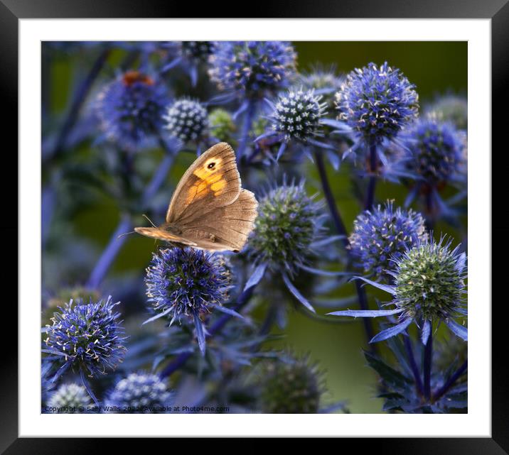 Hedgebrown butterfly on eryngium Framed Mounted Print by Sally Wallis