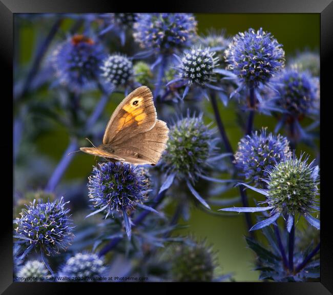 Hedgebrown butterfly on eryngium Framed Print by Sally Wallis