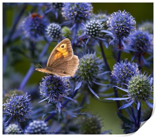 Hedgebrown butterfly on eryngium Print by Sally Wallis