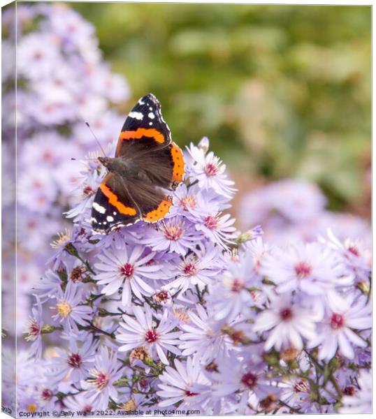 Red Admiral Butterfly on Michelmas Daisies Canvas Print by Sally Wallis