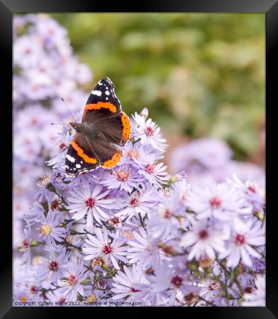 Red Admiral Butterfly on Michelmas Daisies Framed Print by Sally Wallis