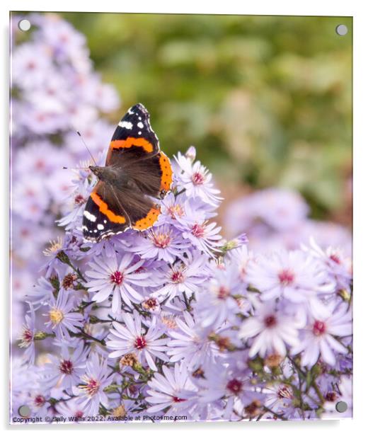 Red Admiral Butterfly on Michelmas Daisies Acrylic by Sally Wallis