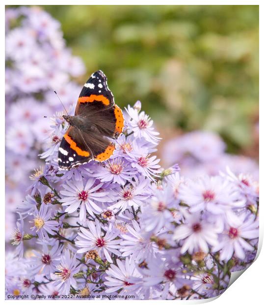 Red Admiral Butterfly on Michelmas Daisies Print by Sally Wallis