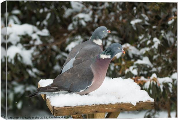 Frustrated Wood Pigeons Canvas Print by Sally Wallis