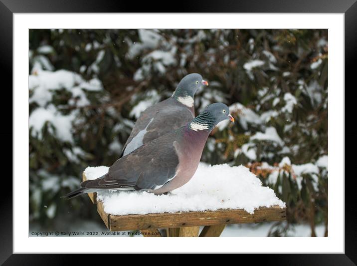 Frustrated Wood Pigeons Framed Mounted Print by Sally Wallis