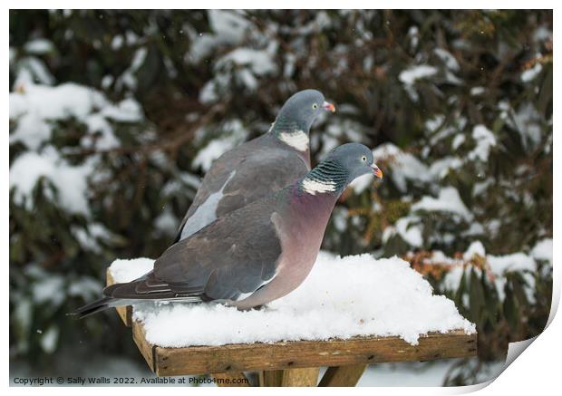 Frustrated Wood Pigeons Print by Sally Wallis