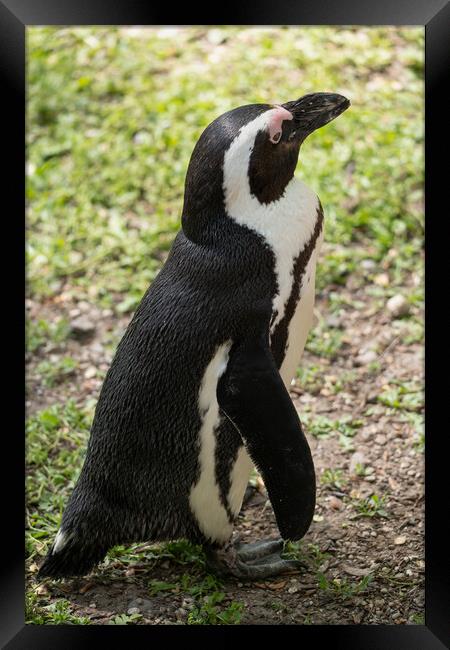 African Penguin Spheniscus Demersus Framed Print by Artur Bogacki