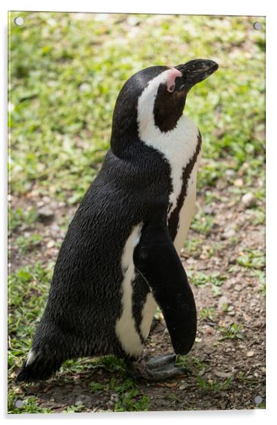African Penguin Spheniscus Demersus Acrylic by Artur Bogacki