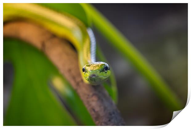 Red-tailed Racer Snake On Tree Branch Print by Artur Bogacki