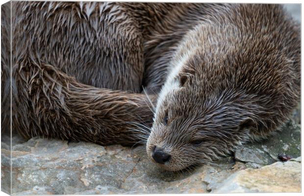 European Otter Sleeping Canvas Print by Artur Bogacki