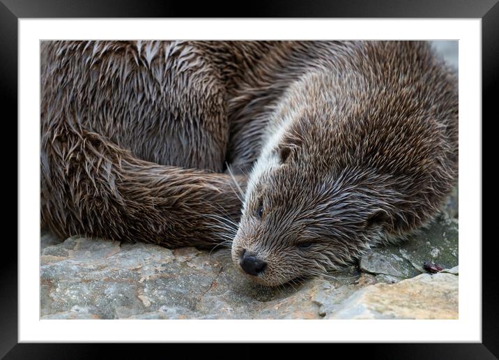 European Otter Sleeping Framed Mounted Print by Artur Bogacki