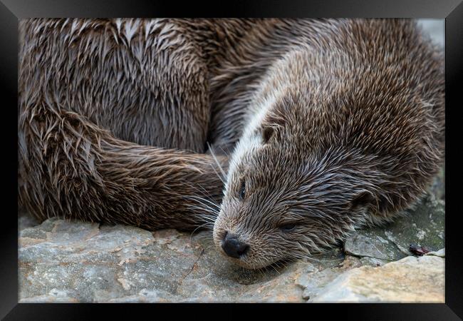 European Otter Sleeping Framed Print by Artur Bogacki