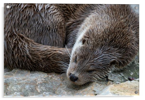 European Otter Sleeping Acrylic by Artur Bogacki