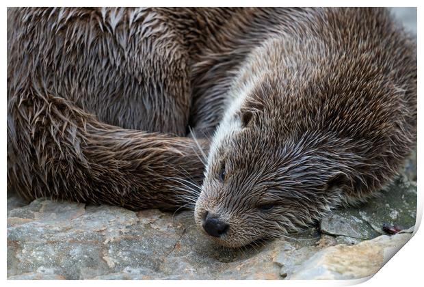 European Otter Sleeping Print by Artur Bogacki