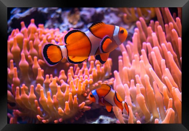 Peacock Clownfish Amphiprion Ocellaris Framed Print by Artur Bogacki