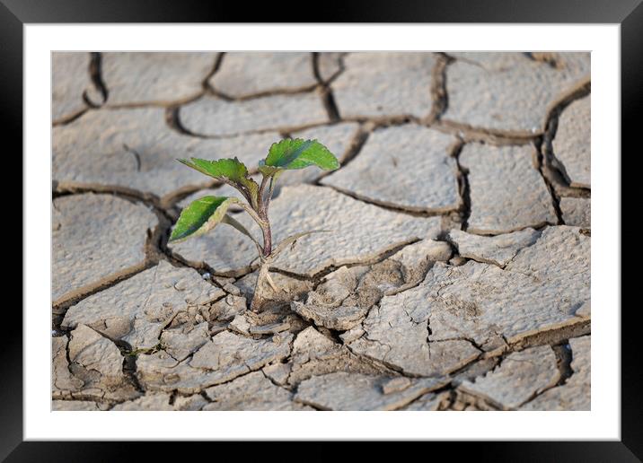 Single Plant In Dry Ground Framed Mounted Print by Artur Bogacki