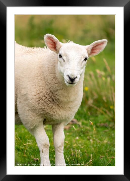 Portrait of a curious young sheep, Scotland Framed Mounted Print by Delphimages Art