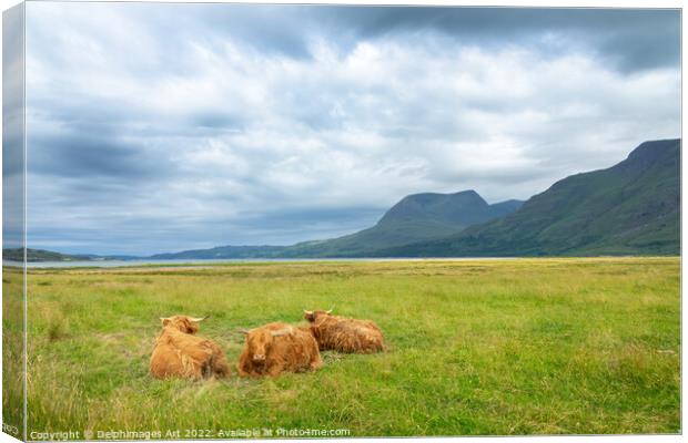 Highland cattle in North West Highlands, Scotland  Canvas Print by Delphimages Art