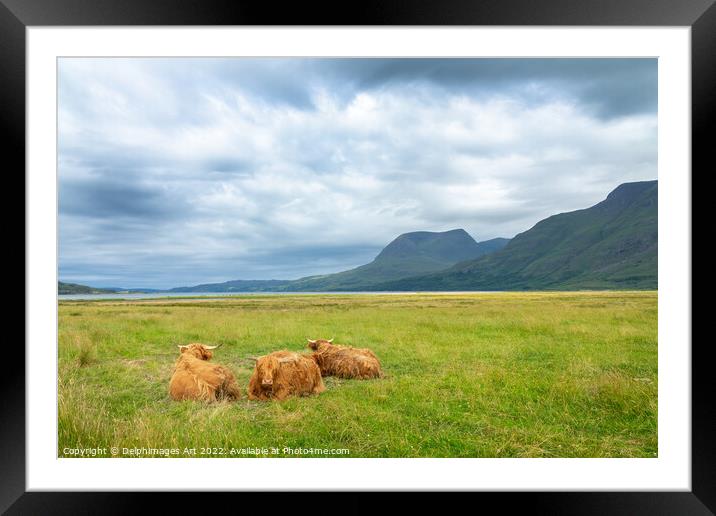 Highland cattle in North West Highlands, Scotland  Framed Mounted Print by Delphimages Art