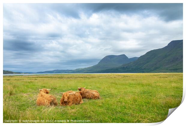 Highland cattle in North West Highlands, Scotland  Print by Delphimages Art