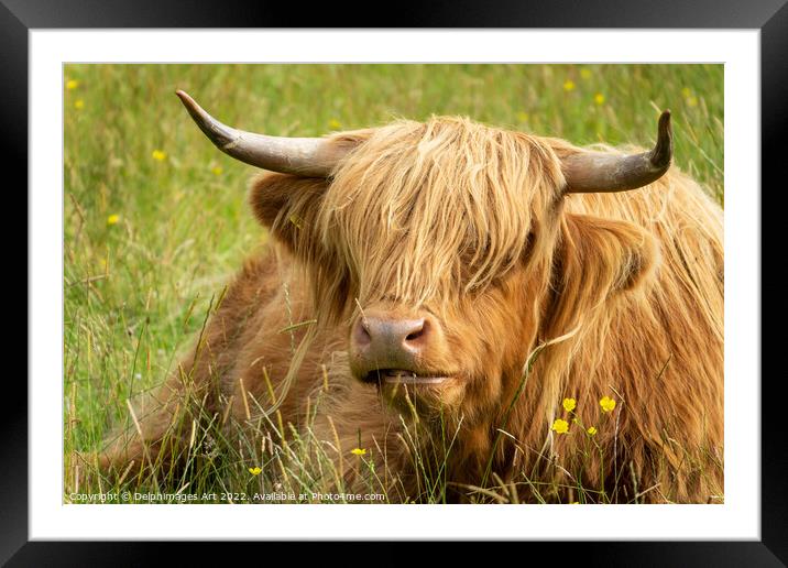 HIghland cow portrait, Scotland Framed Mounted Print by Delphimages Art