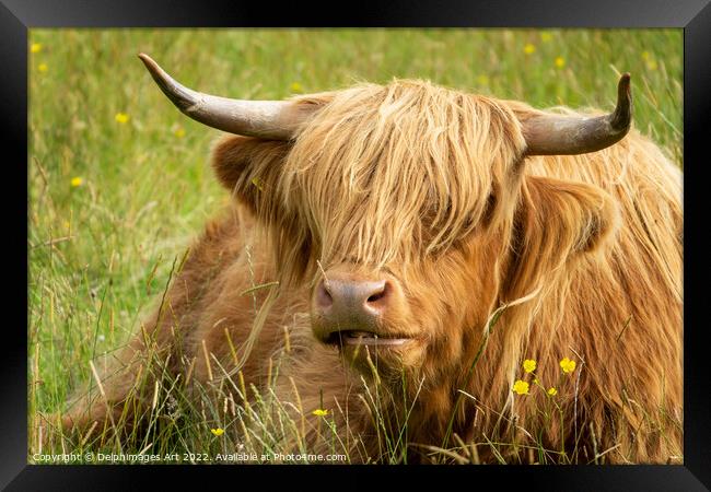 HIghland cow portrait, Scotland Framed Print by Delphimages Art