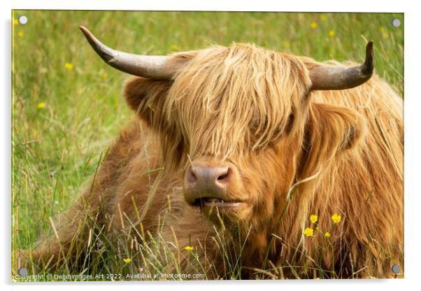 HIghland cow portrait, Scotland Acrylic by Delphimages Art