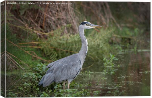 Grey heron in the wilderness Canvas Print by Kevin White