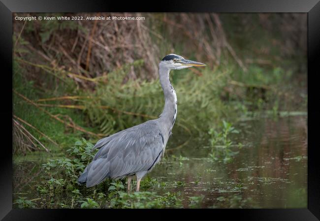 Grey heron in the wilderness Framed Print by Kevin White