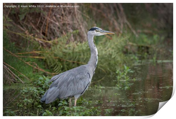 Grey heron in the wilderness Print by Kevin White