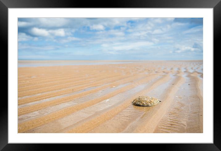 Oyster shell on Holkham beach Framed Mounted Print by Jason Wells