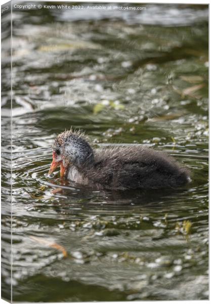 Cute Coot Canvas Print by Kevin White