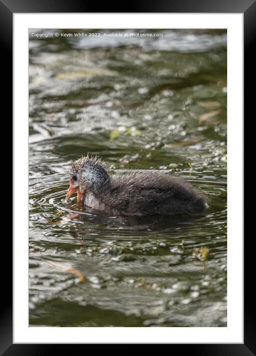 Cute Coot Framed Mounted Print by Kevin White