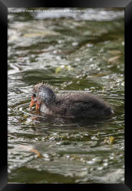 Cute Coot Framed Print by Kevin White