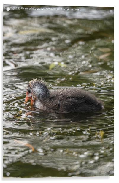 Cute Coot Acrylic by Kevin White