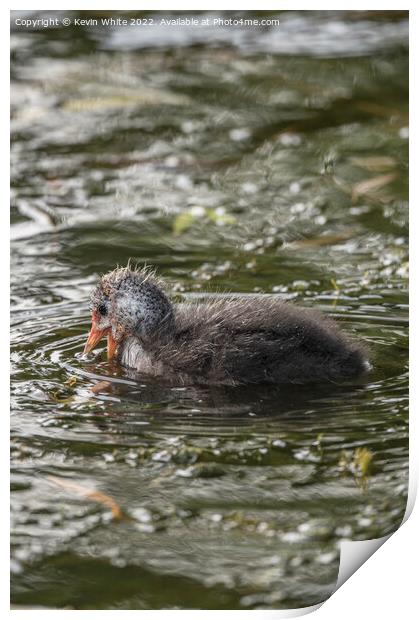 Cute Coot Print by Kevin White