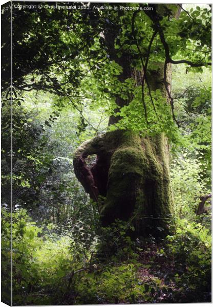 Heart Of The Forest Canvas Print by Christine Lake
