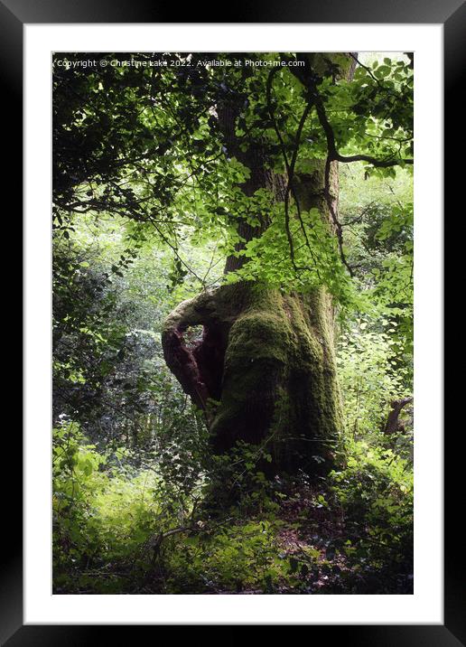 Heart Of The Forest Framed Mounted Print by Christine Lake