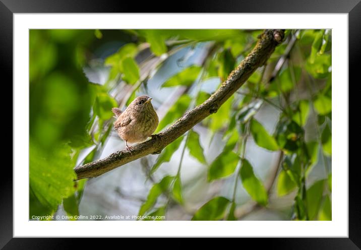 Wren Framed Mounted Print by Dave Collins