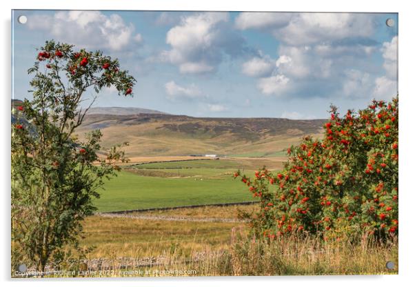 Towards Widdybank Farm and Fell, Teesdale Acrylic by Richard Laidler