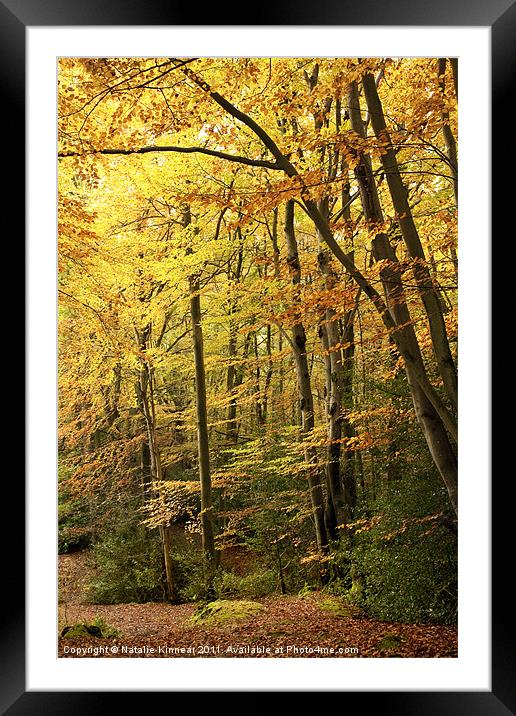 Autumn Woodland Scene IV Framed Mounted Print by Natalie Kinnear