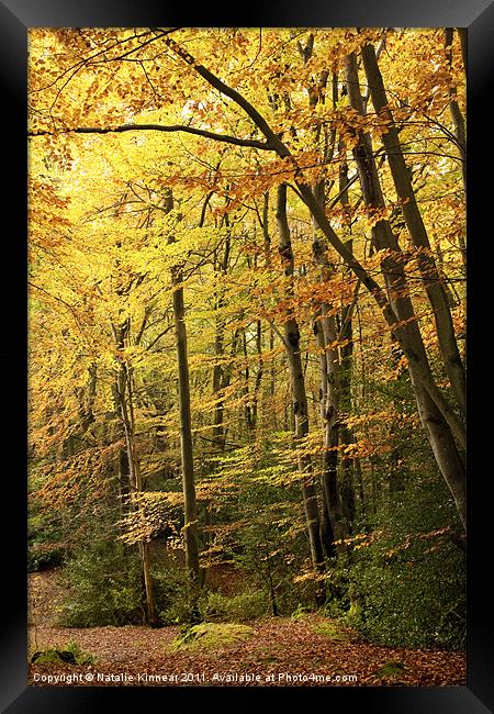 Autumn Woodland Scene IV Framed Print by Natalie Kinnear