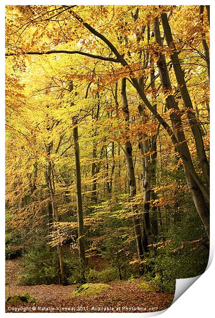 Autumn Woodland Scene IV Print by Natalie Kinnear