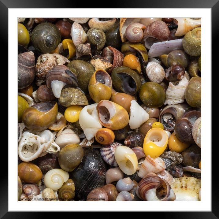 Colourful seashells closeup Framed Mounted Print by Photimageon UK