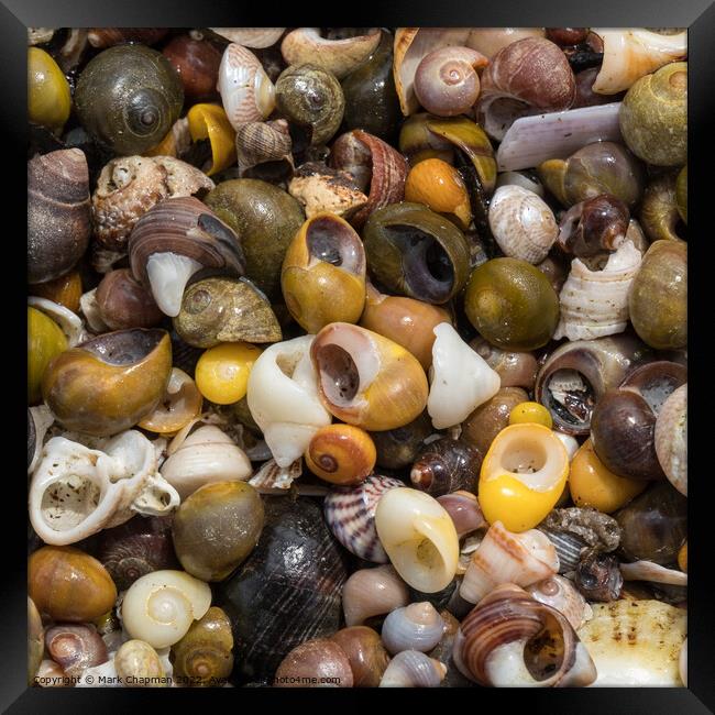 Colourful seashells closeup Framed Print by Photimageon UK