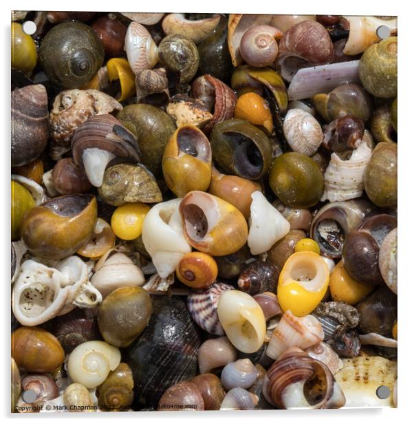 Colourful seashells closeup Acrylic by Photimageon UK