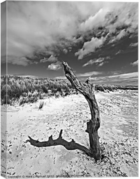 Monochrome dead tree study, Colonsay Canvas Print by Photimageon UK